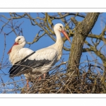 Nidification des Cigognes blanches (Ciconia ciconia - White Stork)