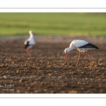 Nidification des Cigognes blanches (Ciconia ciconia - White Stork)