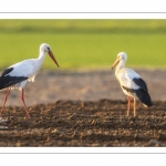 Nidification des Cigognes blanches (Ciconia ciconia - White Stork)