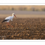 Nidification des Cigognes blanches (Ciconia ciconia - White Stork)