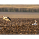 Nidification des Cigognes blanches (Ciconia ciconia - White Stork)