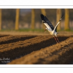 Nidification des Cigognes blanches (Ciconia ciconia - White Stork)