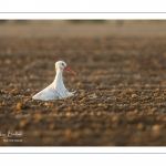 Nidification des Cigognes blanches (Ciconia ciconia - White Stork)