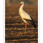 Nidification des Cigognes blanches (Ciconia ciconia - White Stork)