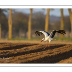 Nidification des Cigognes blanches (Ciconia ciconia - White Stork)