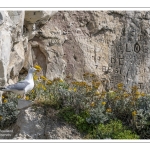 Au pied des falaises du bois de Cise