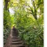 L'allée du muguet au bois de Cise