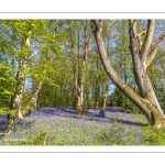 Le bois de Cise en fleurs