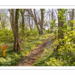 Le bois de Cise en fleurs