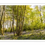 Le bois de Cise en fleurs