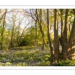 Le bois de Cise en fleurs