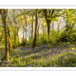 Le bois de Cise en fleurs