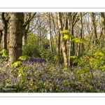 Le bois de Cise en fleurs