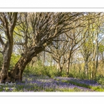 Le bois de Cise en fleurs