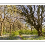 Le bois de Cise en fleurs