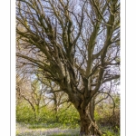 Le bois de Cise en fleurs