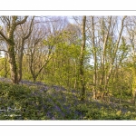 Le bois de Cise en fleurs