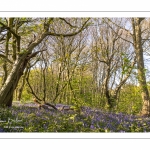 Le bois de Cise en fleurs