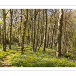 Le bois de Cise en fleurs