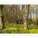 Le bois de Cise en fleurs