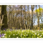 Le bois de Cise en fleurs