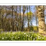 Le bois de Cise en fleurs