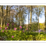 Le bois de Cise en fleurs