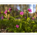 Le bois de Cise en fleurs