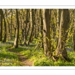 Le bois de Cise en fleurs