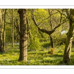 Le bois de Cise en fleurs