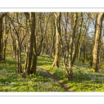 Le bois de Cise en fleurs