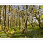 Le bois de Cise en fleurs