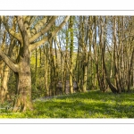 Le bois de Cise en fleurs