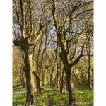 Le bois de Cise en fleurs