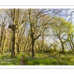 Le bois de Cise en fleurs