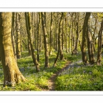 Le bois de Cise en fleurs