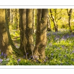 Le bois de Cise en fleurs