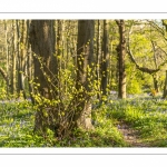 Le bois de Cise en fleurs