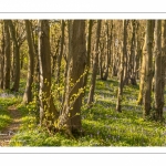 Le bois de Cise en fleurs