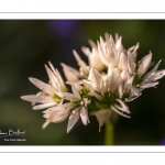 Le bois de Cise en fleurs