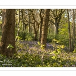 Le bois de Cise en fleurs