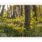 Le bois de Cise en fleurs