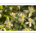 La Clématite des haies ou Clématite vigne-blanche (Clematis vitalba L., 1753)