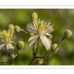 La Clématite des haies ou Clématite vigne-blanche (Clematis vitalba L., 1753)