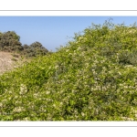 La Clématite des haies ou Clématite vigne-blanche (Clematis vitalba L., 1753)