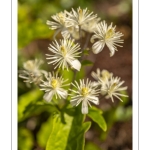 La Clématite des haies ou Clématite vigne-blanche (Clematis vitalba L., 1753)