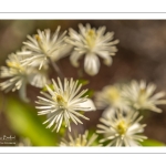 La Clématite des haies ou Clématite vigne-blanche (Clematis vitalba L., 1753)