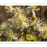 La Clématite des haies ou Clématite vigne-blanche (Clematis vitalba L., 1753)