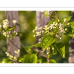 La Clématite des haies ou Clématite vigne-blanche (Clematis vitalba L., 1753)