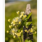 La Clématite des haies ou Clématite vigne-blanche (Clematis vitalba L., 1753)